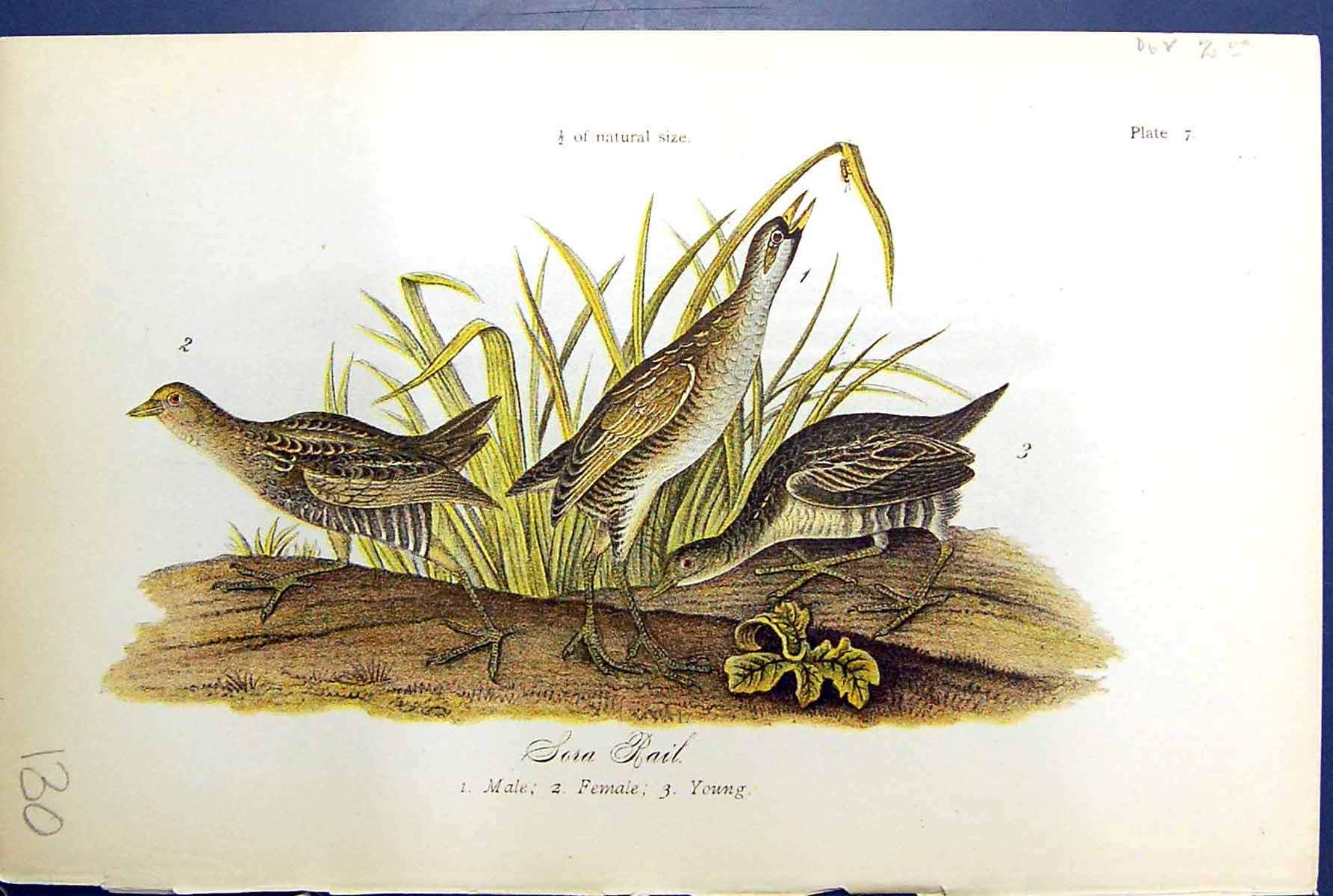 Original Old Antique Print Sora Rail Male Female Young Birds Warren Colour 1890