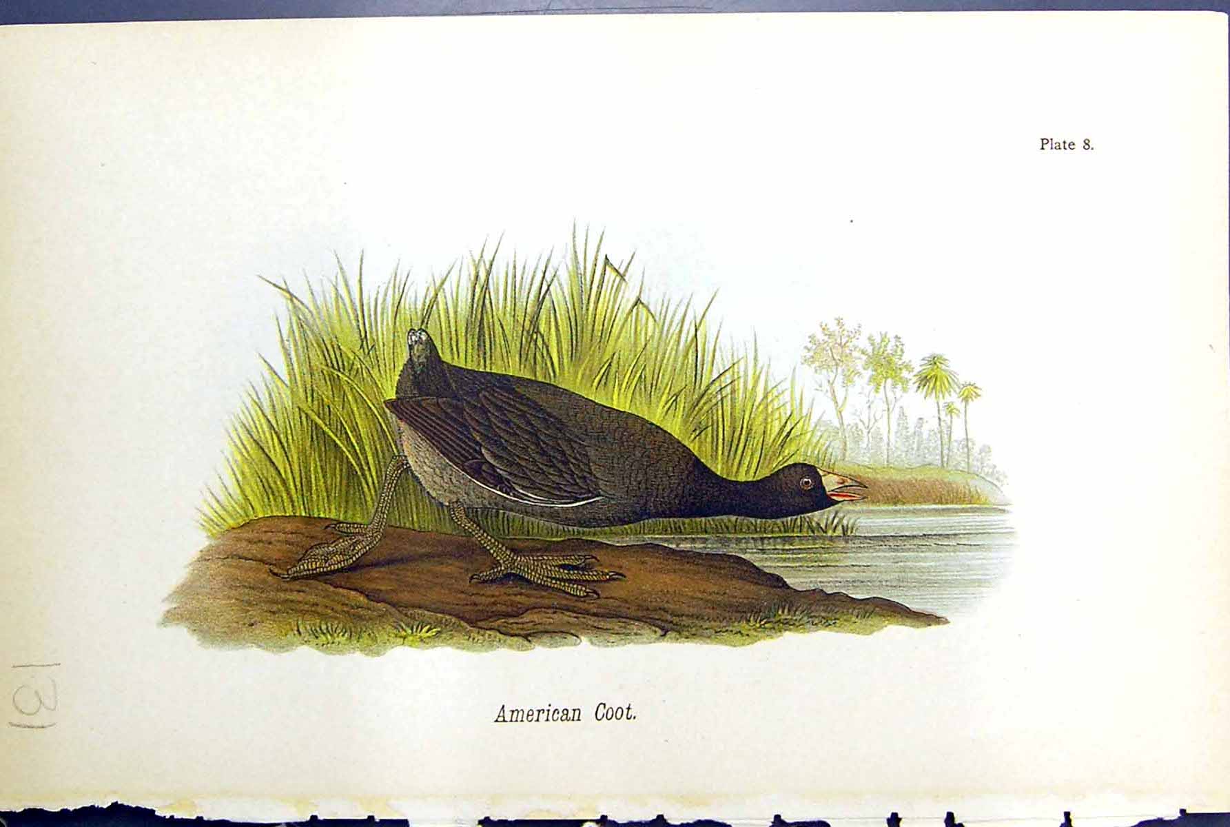 Original Old Antique Print American Coot Birds Warren Colour 1890 Ref.2 19th