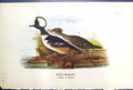 Old Antique Print Hooded Merganser Male Female Birds Warren Colour 1890 19th
