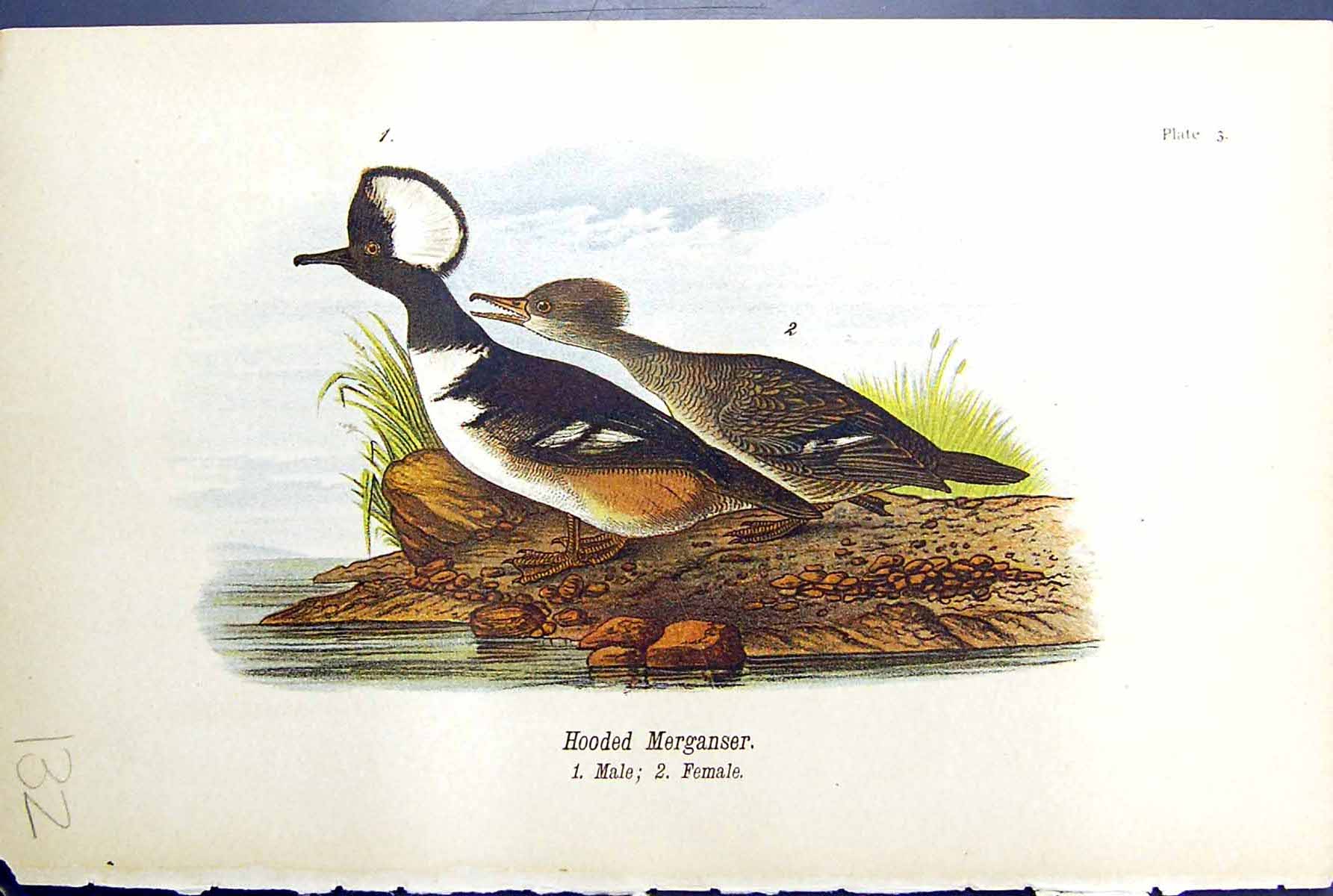 Old Antique Print Hooded Merganser Male Female Birds Warren Colour 1890 19th
