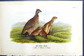 Antique Print Common American Partridge Male Female Young Birds Warren 1890