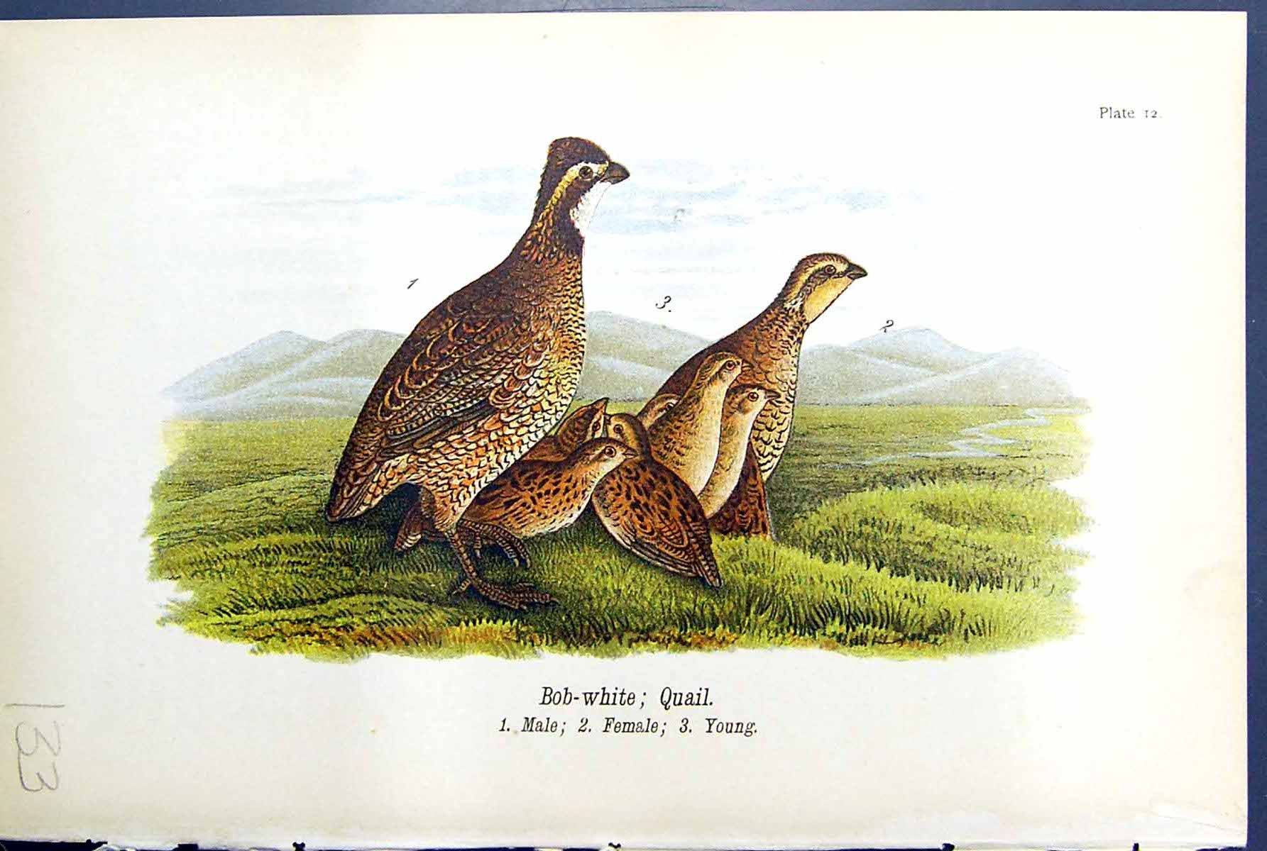 Antique Print Common American Partridge Male Female Young Birds Warren 1890
