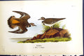Original Old Antique Print Killdeer Male Female Birds Warren Colour 1890 19th