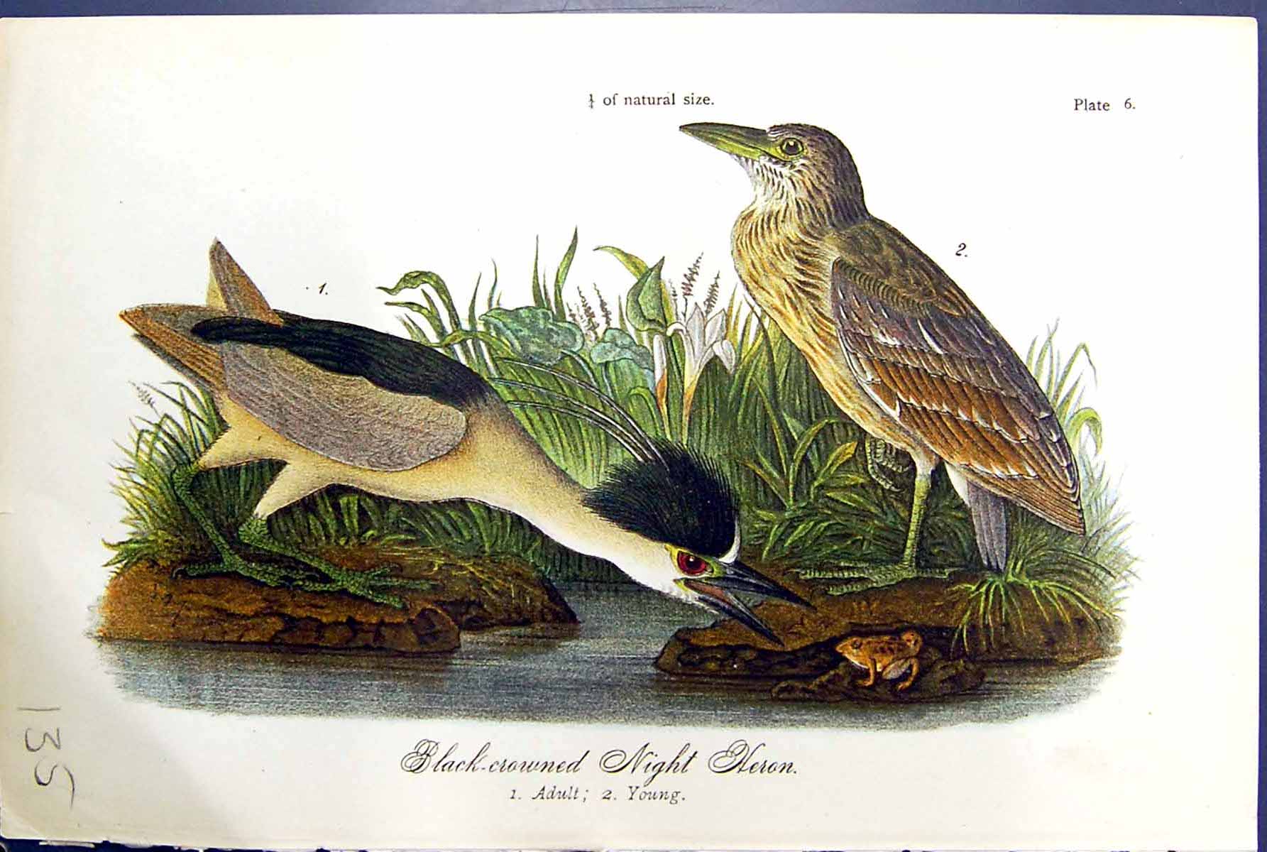 Old Print Black-Crowned Night Heron Adult Young Birds Warren Colour 1890 19th