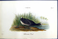 Original Old Antique Print American Coot Lake Trees Birds Warren Colour 1890