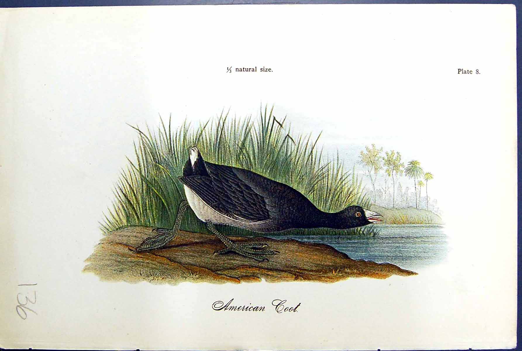 Original Old Antique Print American Coot Lake Trees Birds Warren Colour 1890