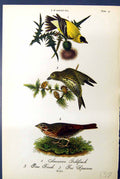 Antique Old Print American Gfinch Pine Fox Sparrow Males Birds Warren 1890 19th