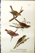 Old Purple Finch Male Female Chipping Song Sparrow Birds Warren 1890 Victorian