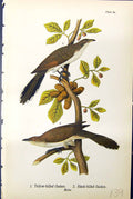 Antique Old Print Yellow-Billed Cuckoo Black-Billed Males Birds Warren 1890