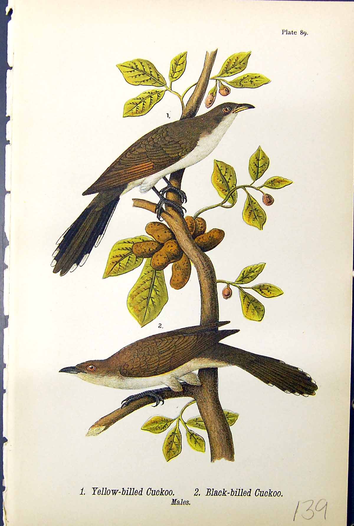Antique Old Print Yellow-Billed Cuckoo Black-Billed Males Birds Warren 1890
