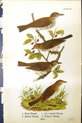 Old Print Wood Olive-Backed Hermit Wilson Thrush Males Birds Warren 1890 19th