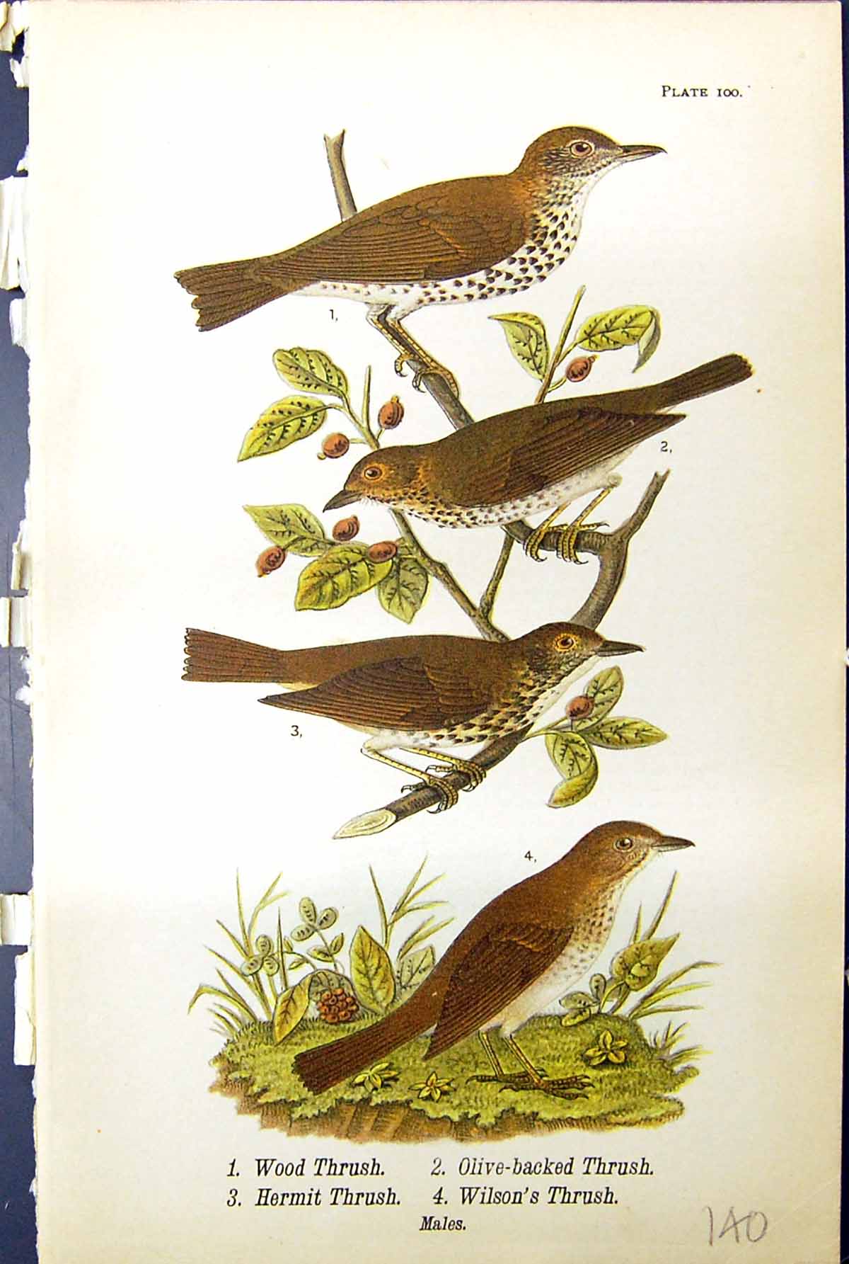 Old Print Wood Olive-Backed Hermit Wilson Thrush Males Birds Warren 1890 19th