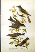 Old Print Crested Acadian Flycatcher Phoebe Wood Pewee Birds Warren 1890 19th