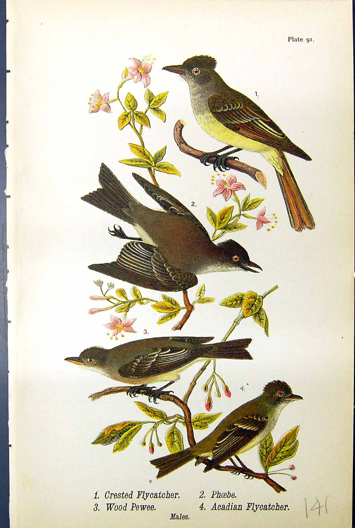 Old Print Crested Acadian Flycatcher Phoebe Wood Pewee Birds Warren 1890 19th