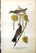 Antique Old Print Tyrant Flycatcher King Birds Male Female Warren Colour 1890
