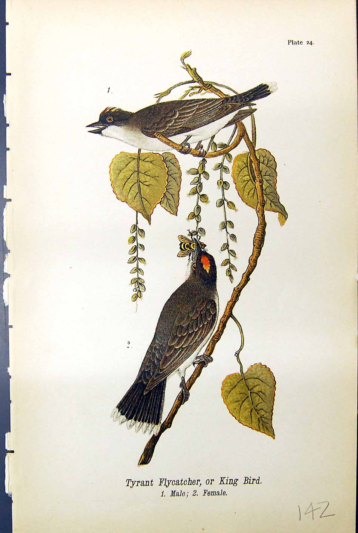Antique Old Print Tyrant Flycatcher King Birds Male Female Warren Colour 1890