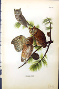 Original Old Antique Print Screech Owl Birds Warren Colour 1890 19th