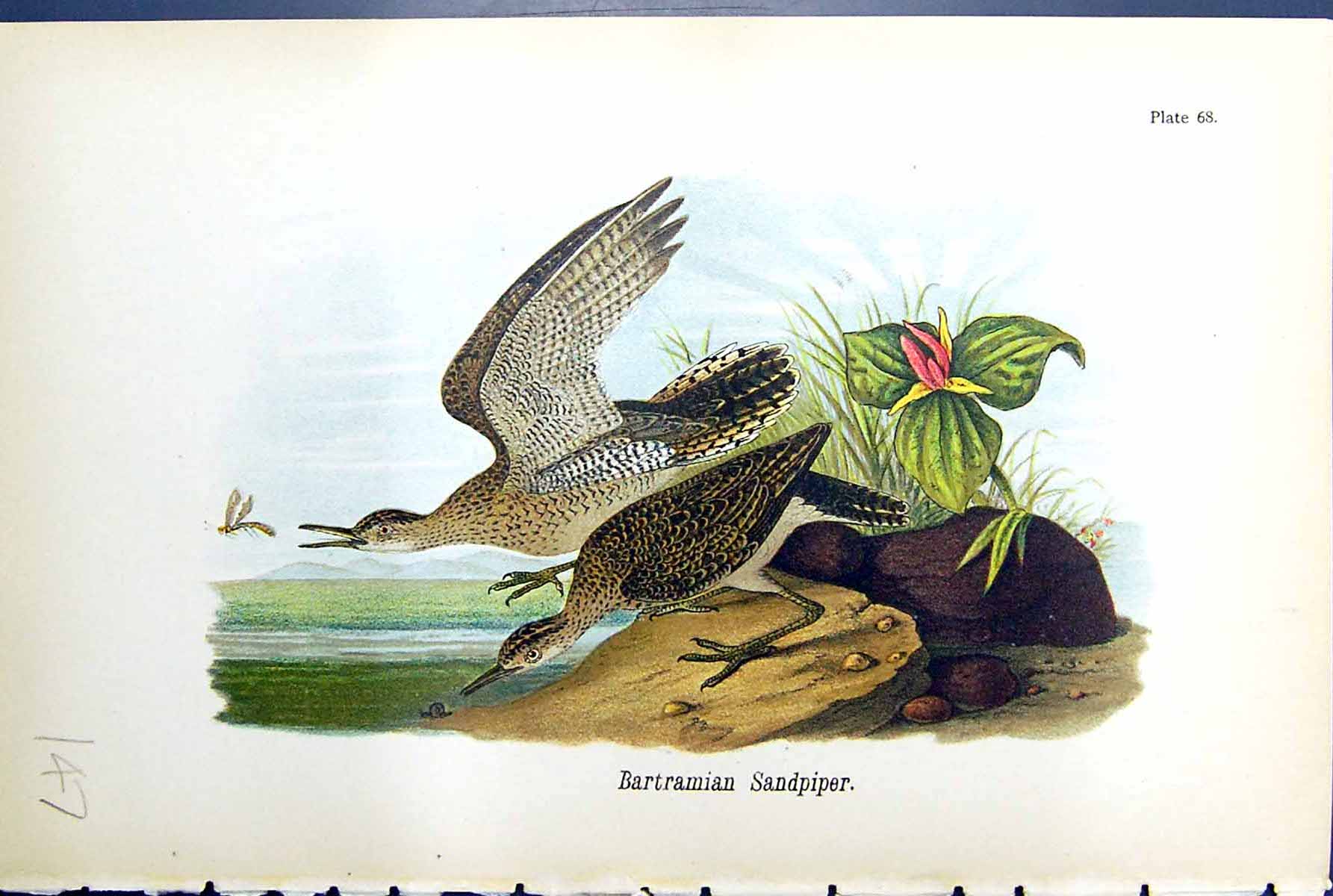 Original Old Antique Print Bartramian Sandpiper Birds Warren Colour 1890 Ref.2