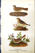 Antique Old Print Vesper Sparrow Yellow-Winged Field Birds Males Warren 1890