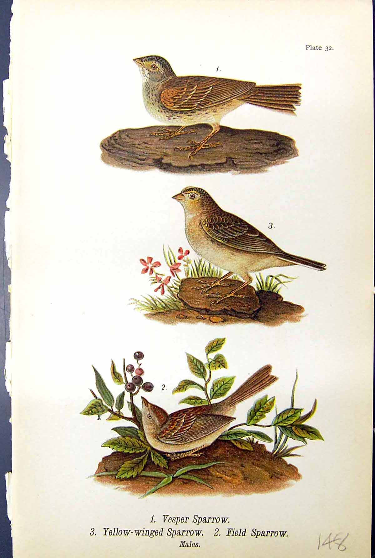 Antique Old Print Vesper Sparrow Yellow-Winged Field Birds Males Warren 1890