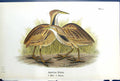 Old Antique Print American Bittern Male Female Birds Warren Colour 1890 19th
