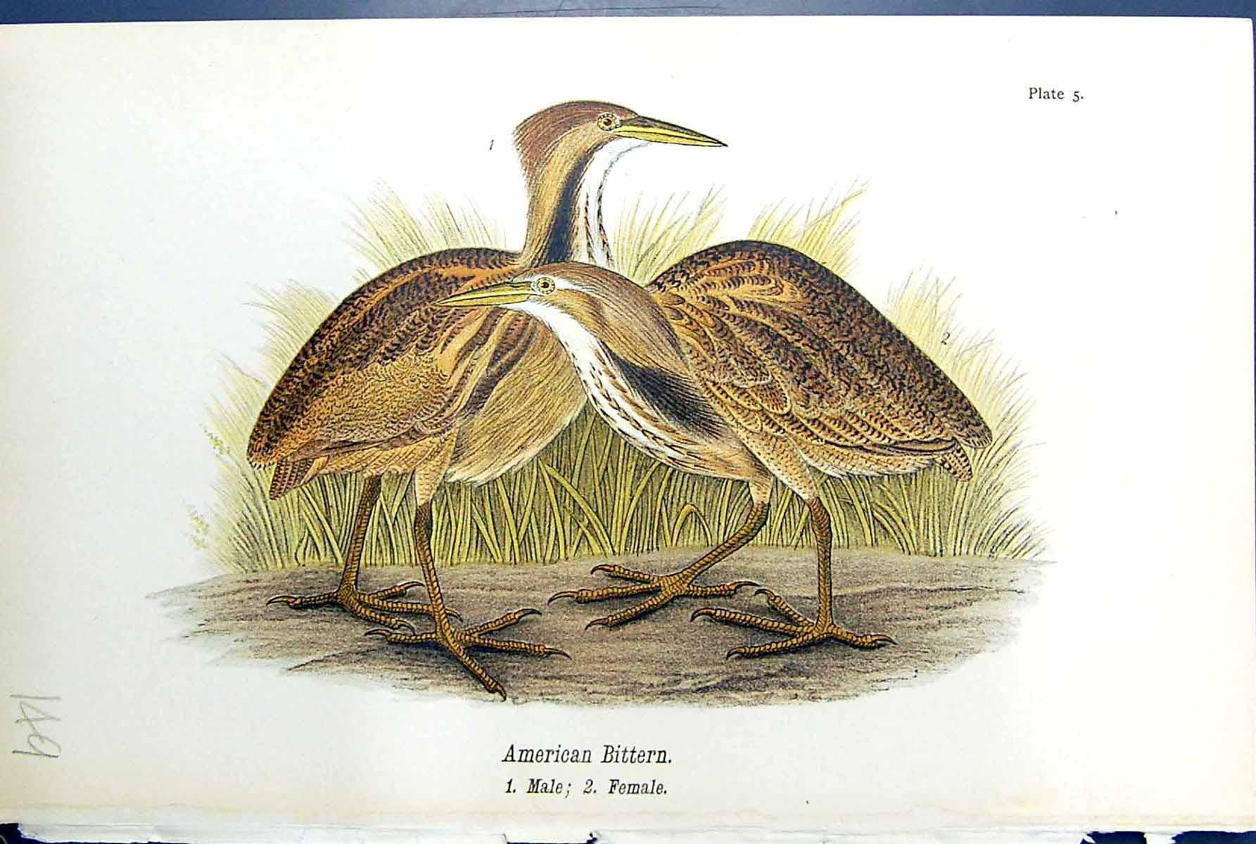Old Antique Print American Bittern Male Female Birds Warren Colour 1890 19th