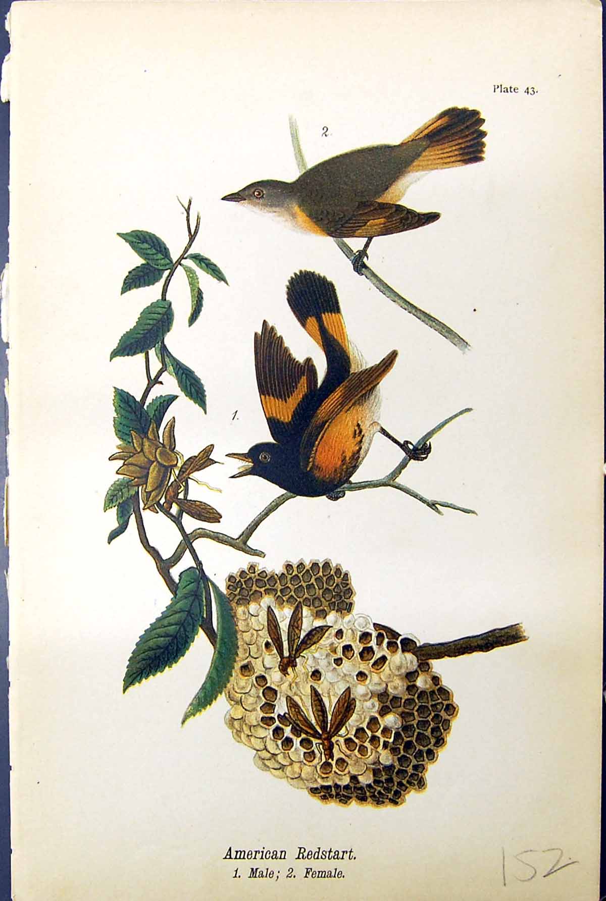 Old Antique Print American Redstart Male Female Birds Warren Colour 1890 19th