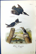 Old Antique Print Belted Kingfisher Males Female Birds Warren Colour 1890 19th