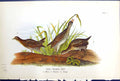 Antique Old Print Sora Common Rail Male Female Young Birds Warren Colour 1890