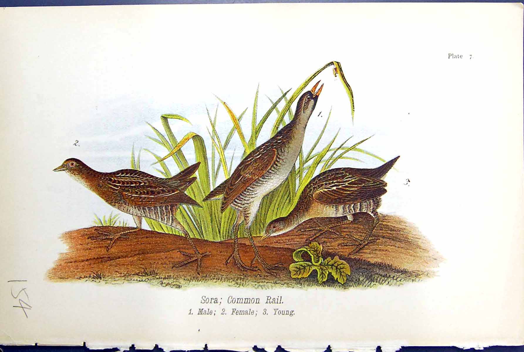 Antique Old Print Sora Common Rail Male Female Young Birds Warren Colour 1890