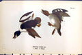 Old Antique Print American Gen-Eye Male Female Birds Warren Colour 1890 19th