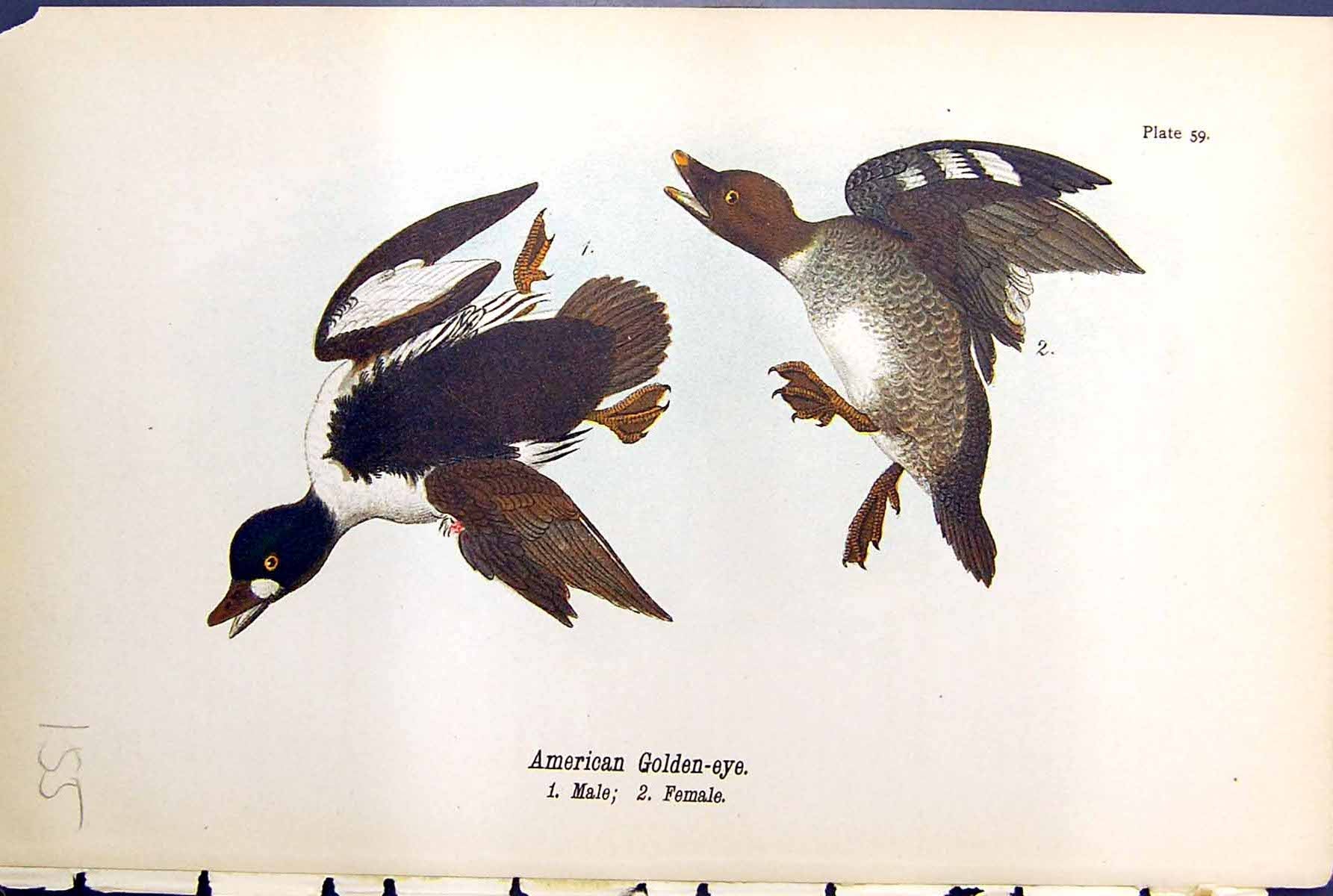 Old Antique Print American Gen-Eye Male Female Birds Warren Colour 1890 19th