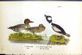 Antique Old Print Buffle-Head Green-Winged Teal Male Female Birds Warren 1890