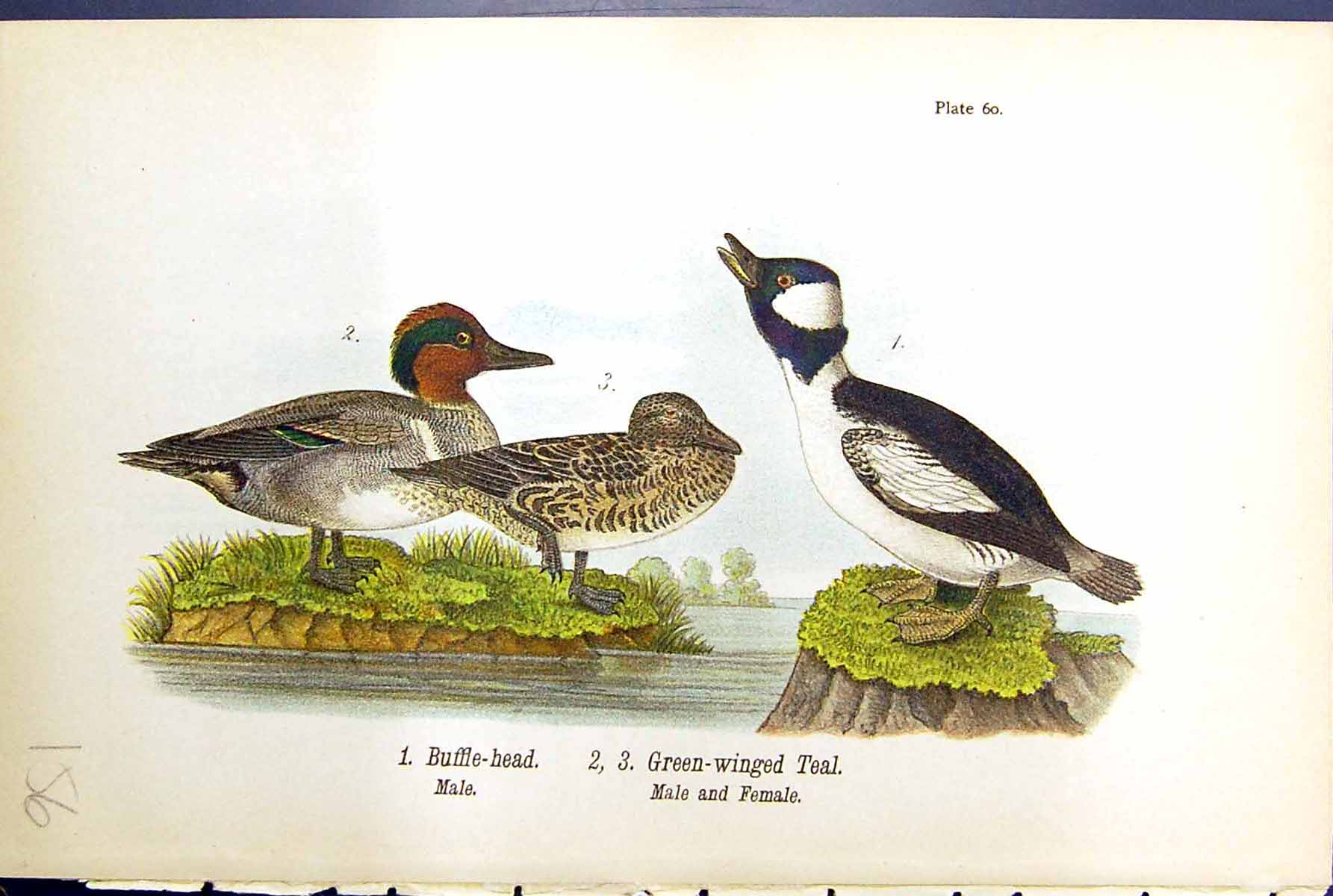 Antique Old Print Buffle-Head Green-Winged Teal Male Female Birds Warren 1890