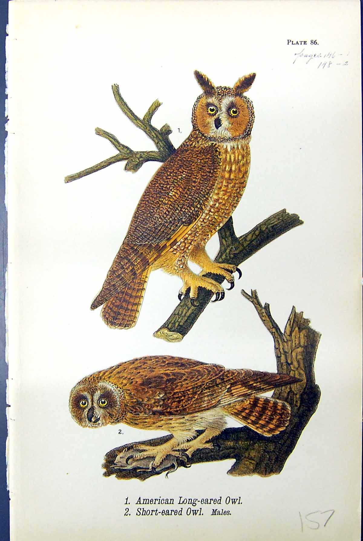 Antique Old Print American Long-Eared Owl Short-Eared Males Birds Warren 1890
