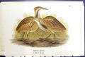 Antique Old Print American Bittern Male Female Birds Warren Colour 1890 Ref.2