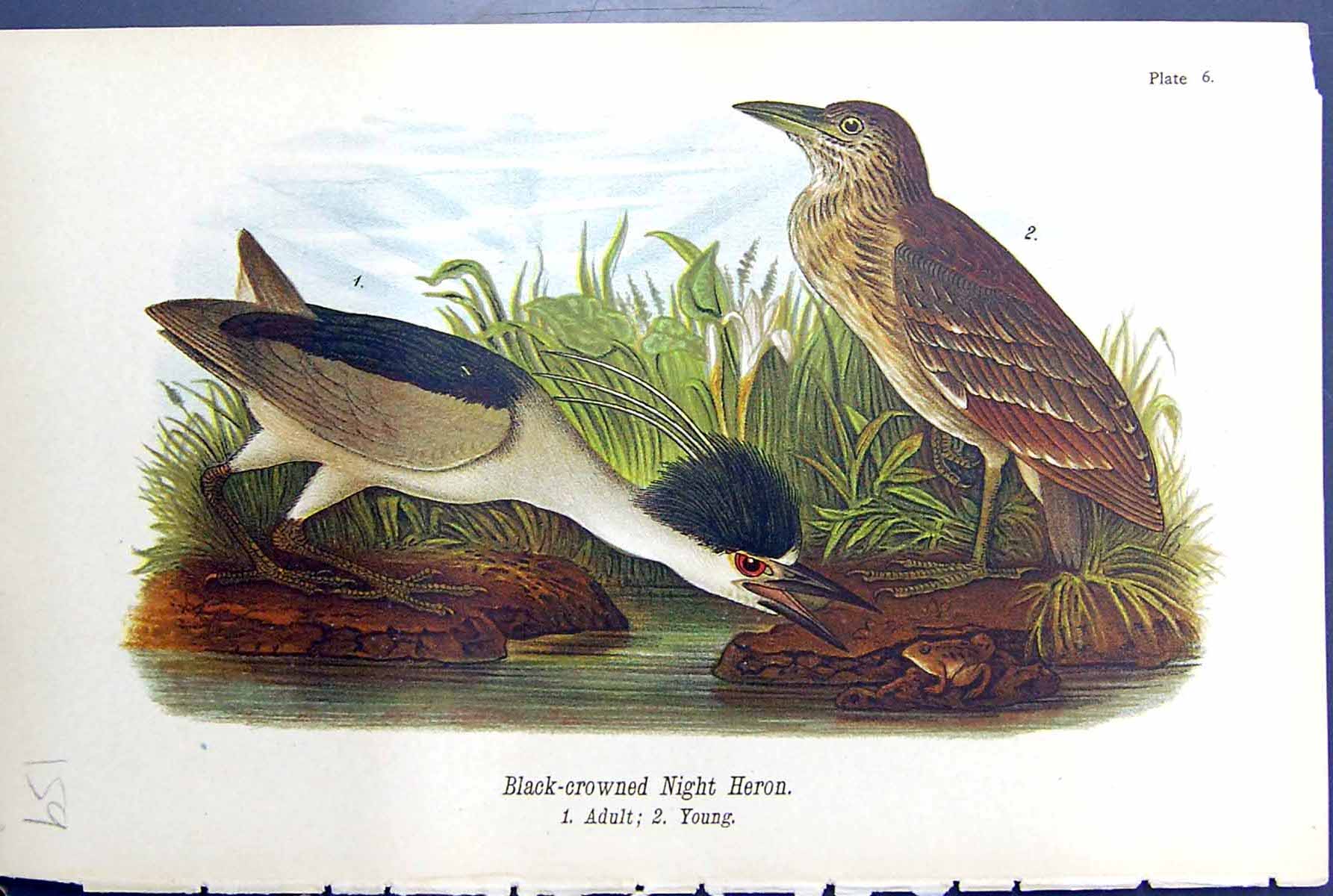 Old Black-Crowned Night Heron Adult Young Birds Warren Colour 1890 Re Victorian