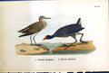 Old Pectoral Sandpiper Florida Gallinule Birds Warren Colour 1890 Ref Victorian