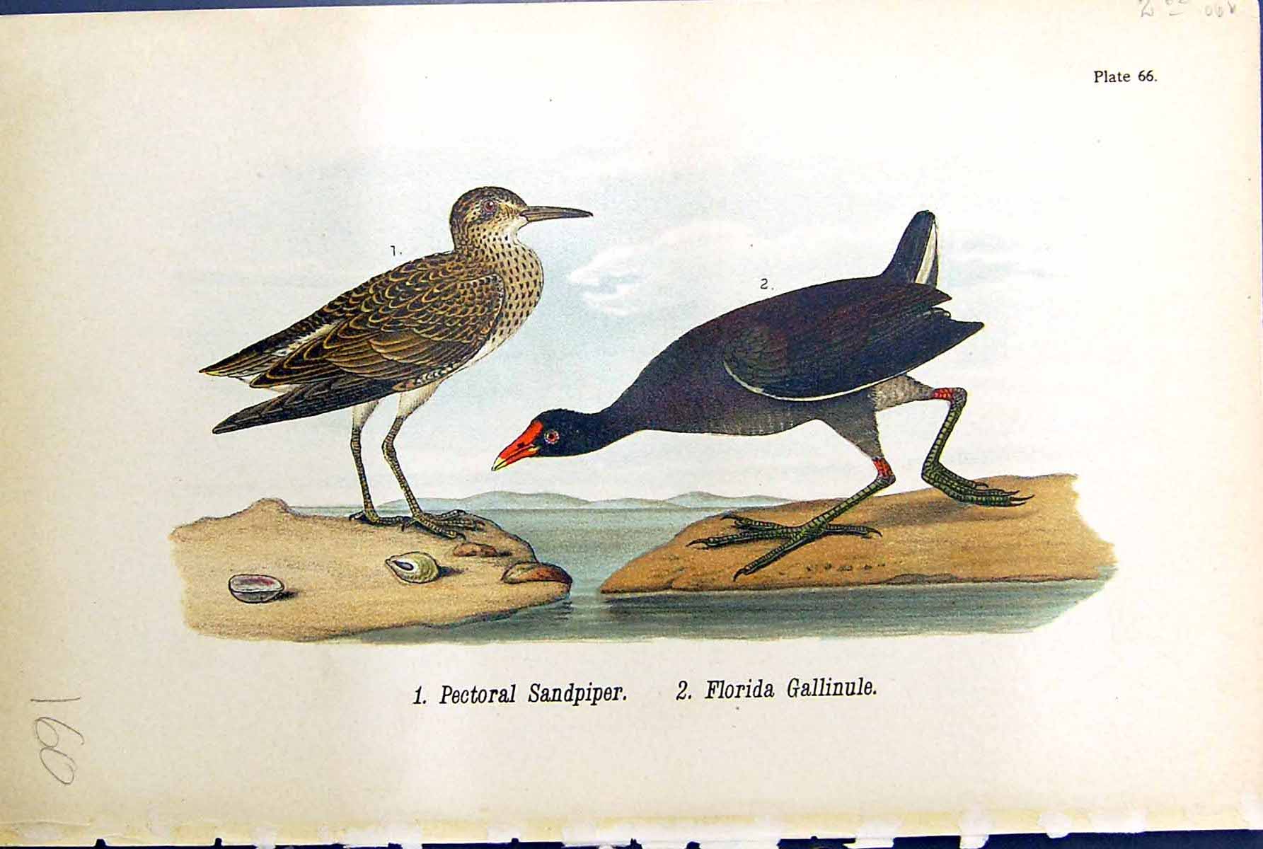 Old Pectoral Sandpiper Florida Gallinule Birds Warren Colour 1890 Ref Victorian