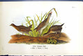 Antique Old Print Sora Common Rail Male Female Young Birds Warren 1890 Nature