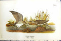 Antique Print Solitary Sandpiper Male Female Birds Warren Colour 1890 Ref.2