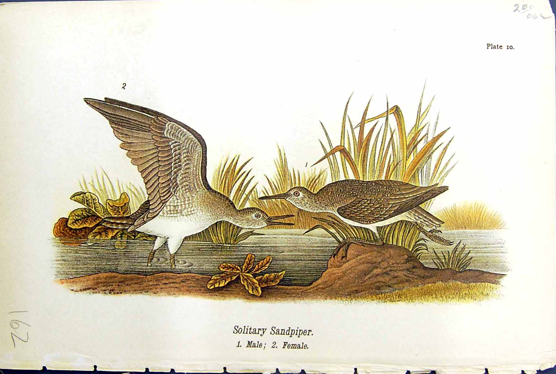 Antique Print Solitary Sandpiper Male Female Birds Warren Colour 1890 Ref.2