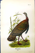 Original Old Antique Print Wild Turkey Male Birds Warren Colour 1890 Ref.2 19th