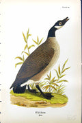 Original Old Antique Print Wild Goose Male Birds Warren Colour 1890 Victorian