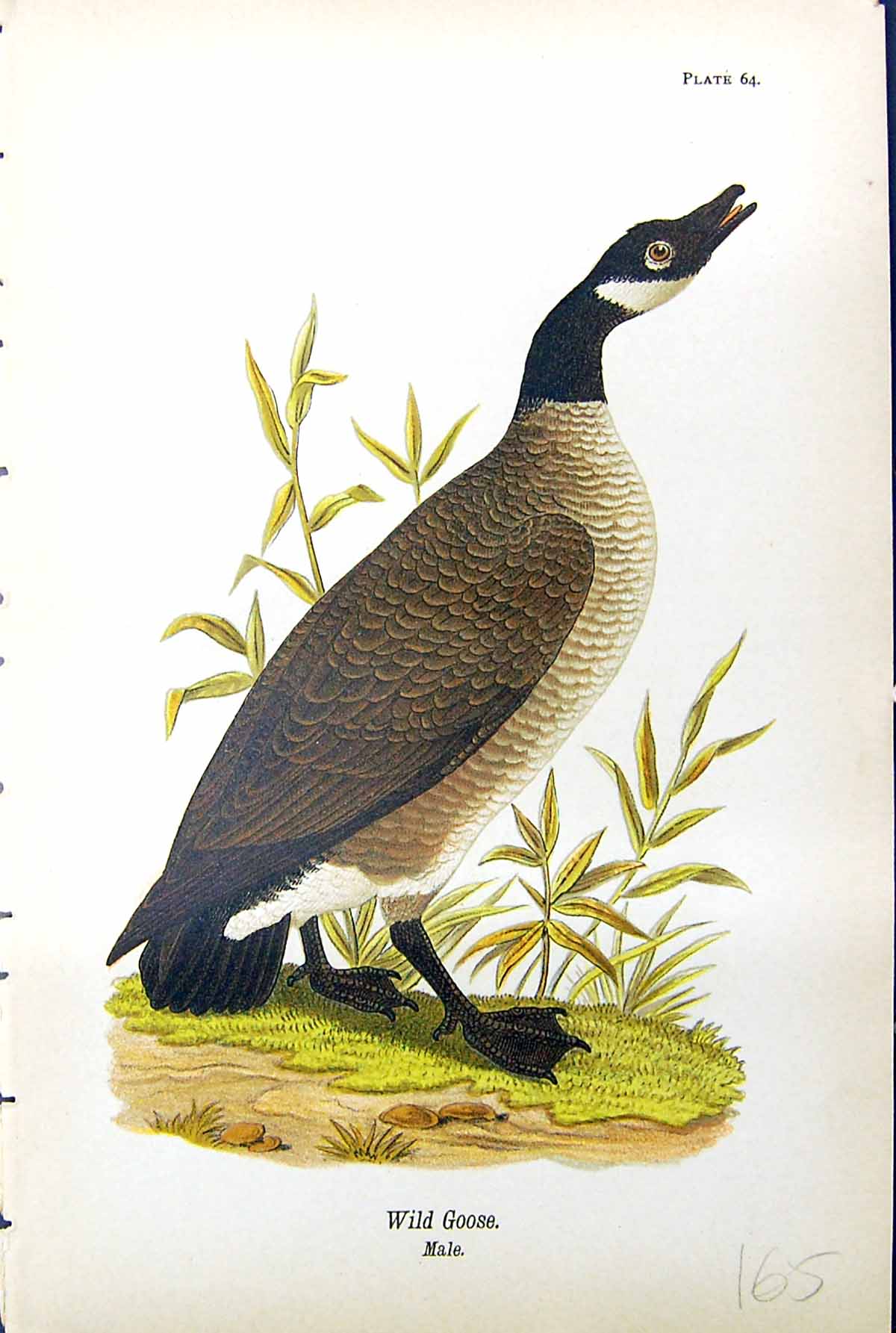 Original Old Antique Print Wild Goose Male Birds Warren Colour 1890 Victorian