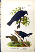 Antique Old Print Birds Warren Colour 1890 American Crow Cow-Bird Female Male