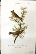 Antique Old Print Cedar Bird Wax-Wing Male Female Birds Warren Colour 1890 19th