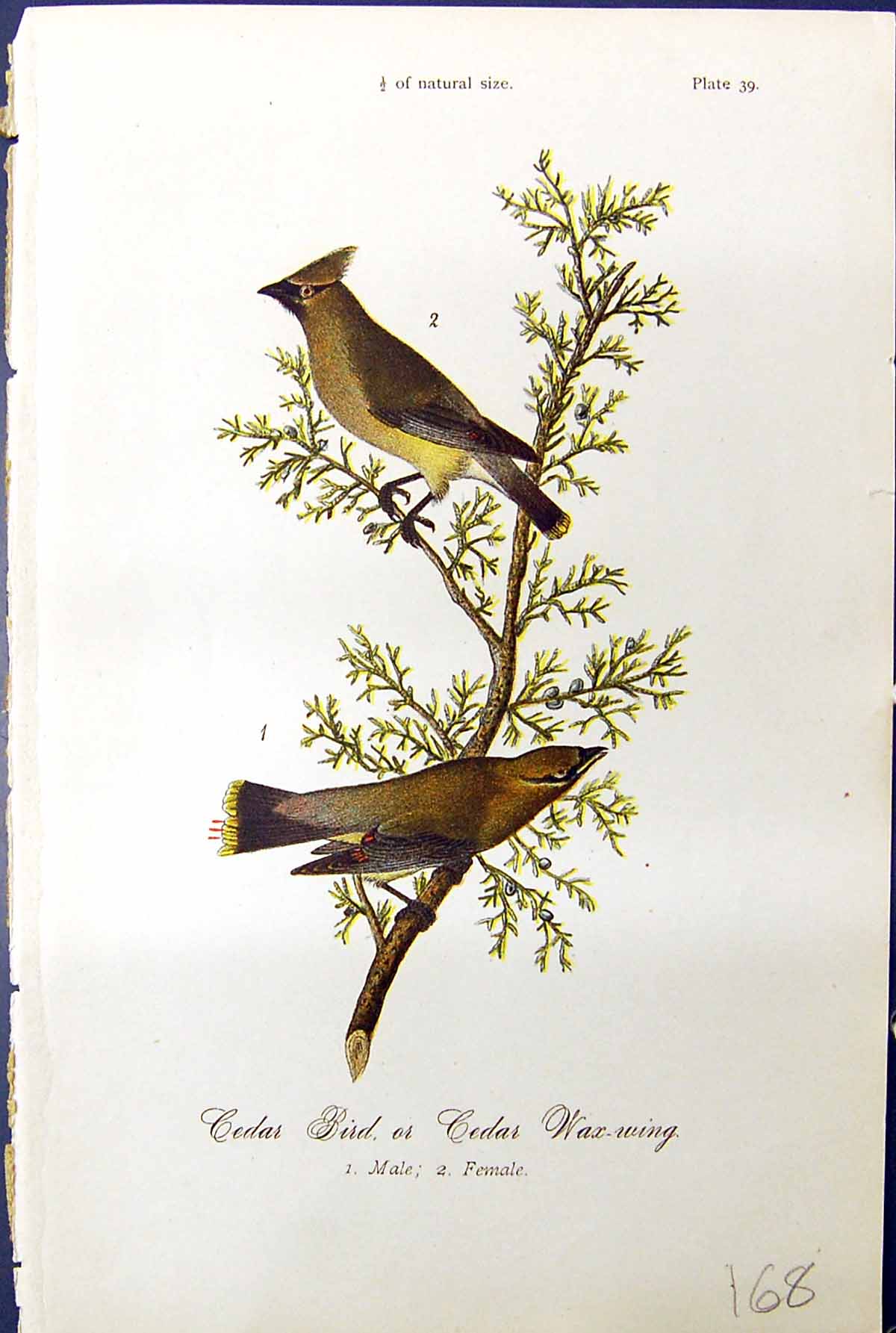 Antique Old Print Cedar Bird Wax-Wing Male Female Birds Warren Colour 1890 19th