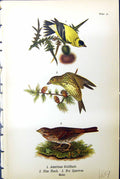 Antique Old Print American Gfinch Pine Finch Fox Sparrow Birds Warren 1890 19th