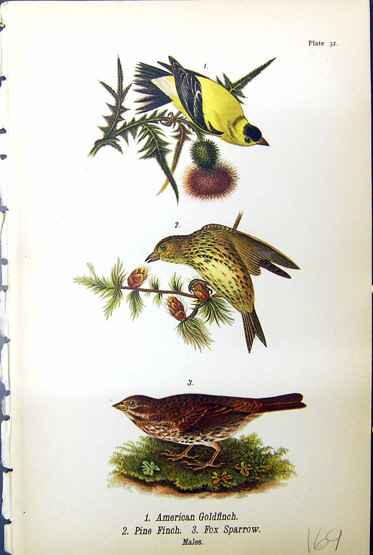 Antique Old Print American Gfinch Pine Finch Fox Sparrow Birds Warren 1890 19th